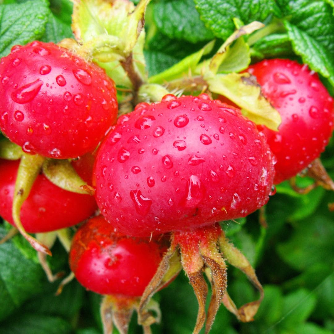 Rosehip oil all natural