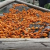 dried apricots