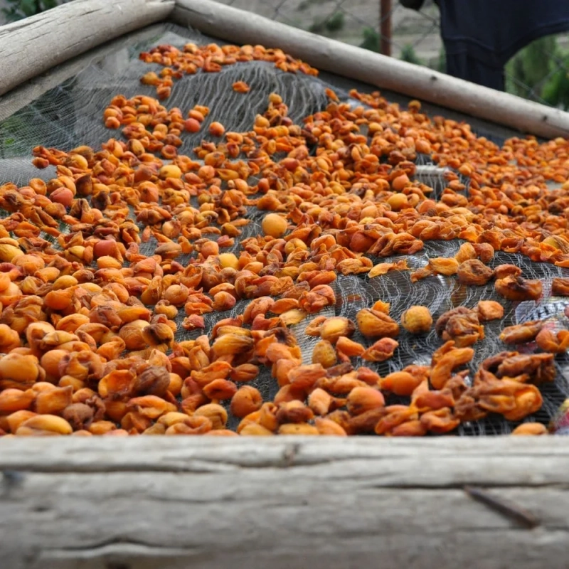 dried apricots