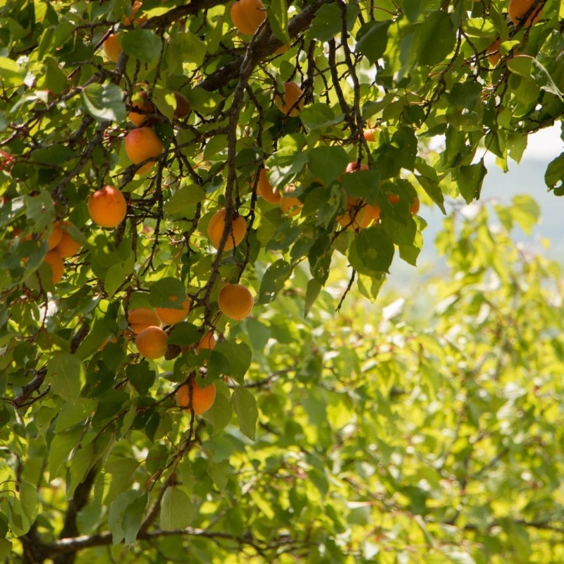 apricot tree