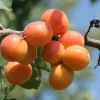 apricots