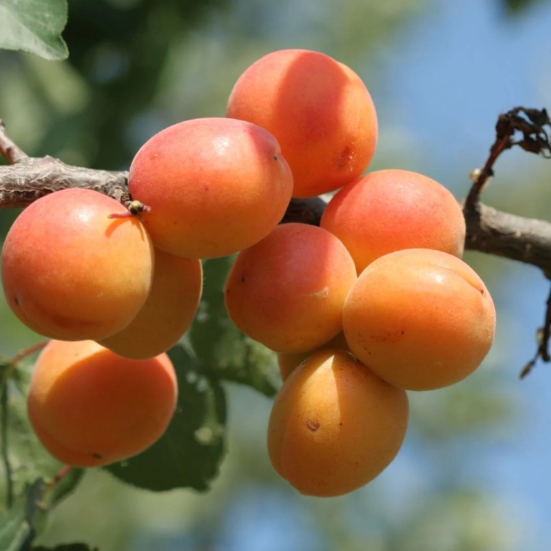 apricots