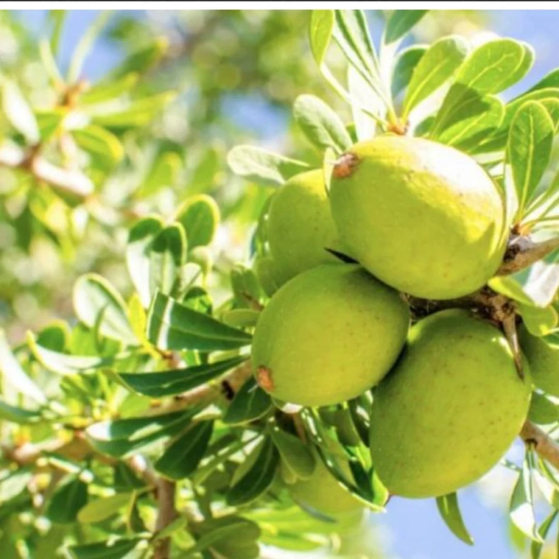 argan tree
