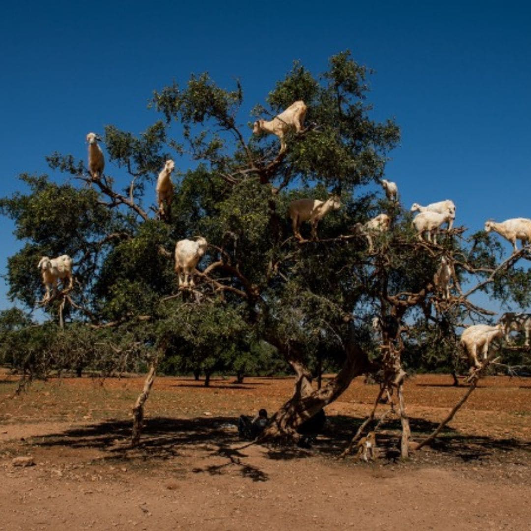 Goats in argan tree