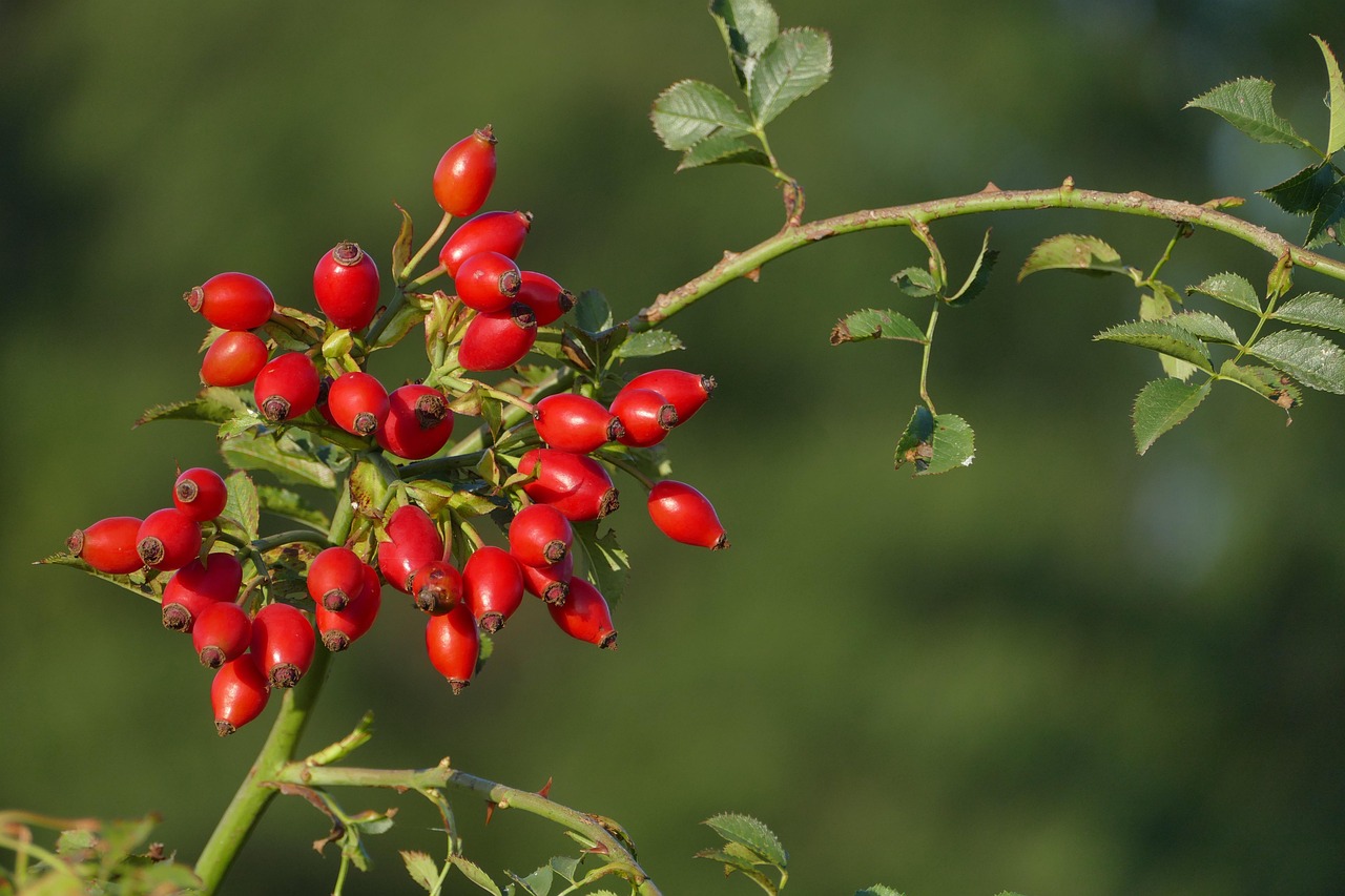 Natural Rosehip Oil