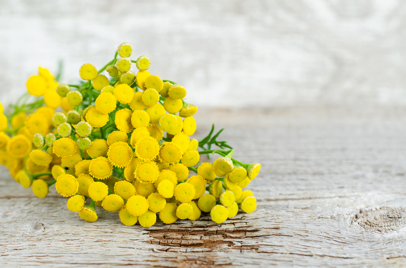 Blue Tansy in Your Skincare Routine
