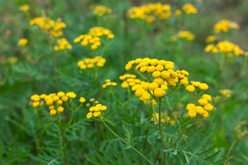 what is blue tansy