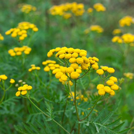 Blue Tansy Flowers