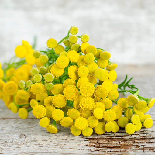 Calming Benefits of Blue TansyCalming Benefits of Blue Tansy