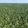 Dense coconut palm tree plantation landscape