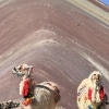 Decorated llamas before colorful striped mountain