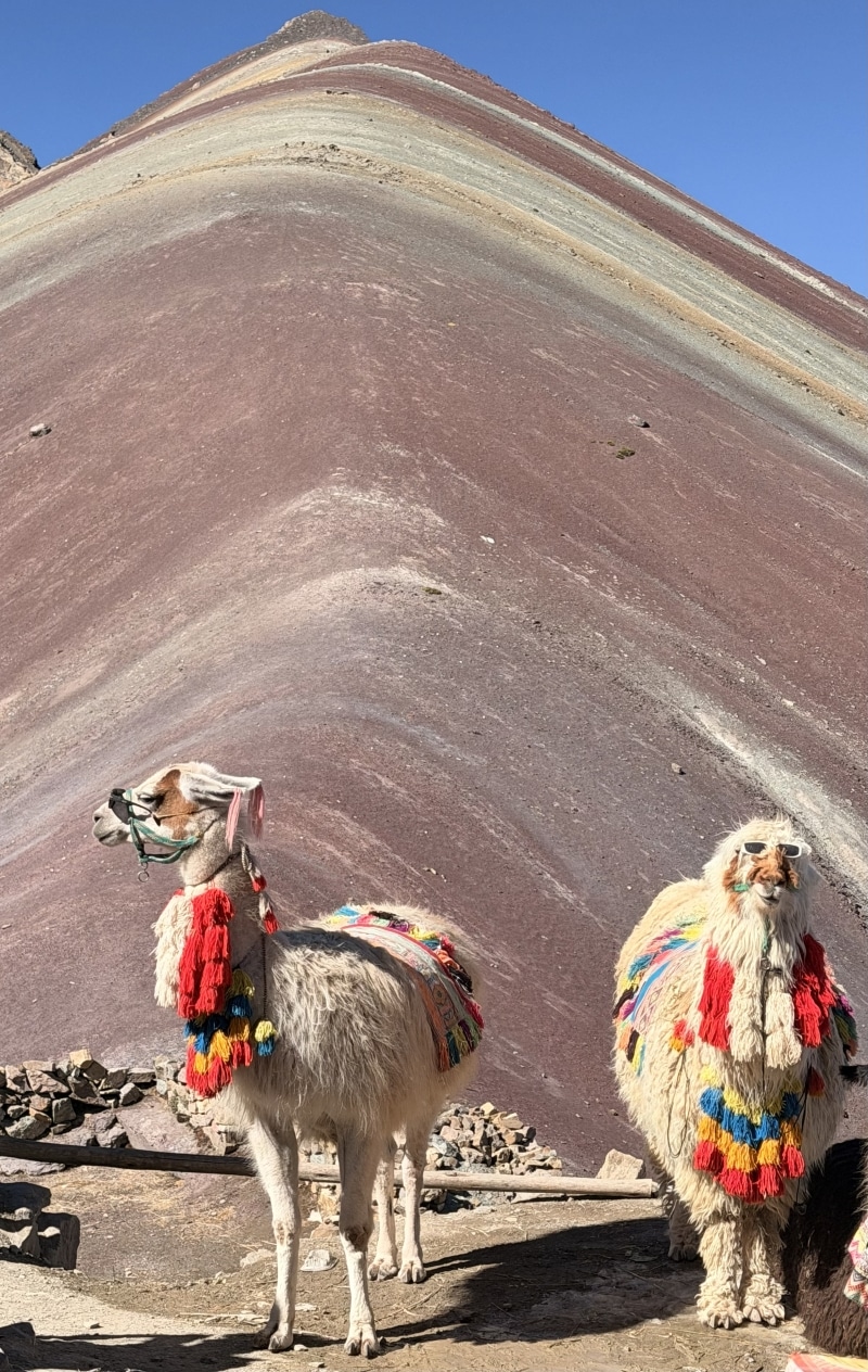 Decorated llamas before colorful striped mountain